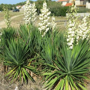 Yucca filamentosa – výška 30-50 cm, kont. C15L (-30°C)